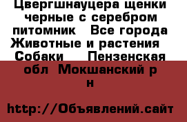 Цвергшнауцера щенки черные с серебром питомник - Все города Животные и растения » Собаки   . Пензенская обл.,Мокшанский р-н